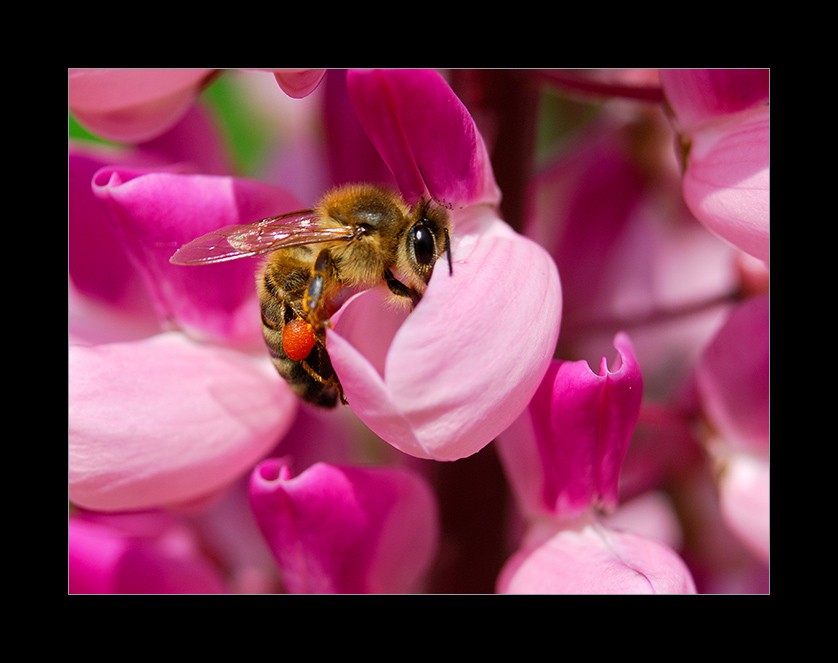 Pszczoła i jej otoczenie – konkurs fotograficzny