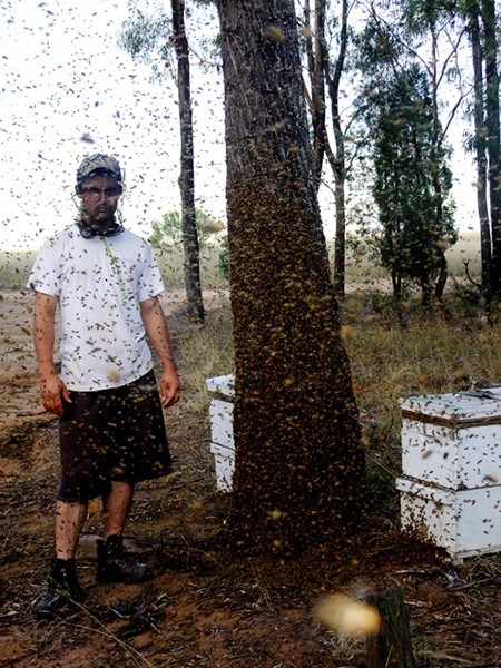 XX Biesiada u Bartnika cz. 2 – Przygoda z australijską pszczołą