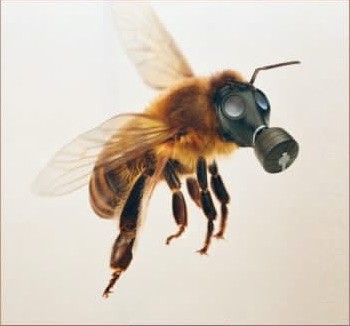 Masowe ginięcie pszczół