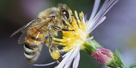 Zakaz pszczelej trucizny