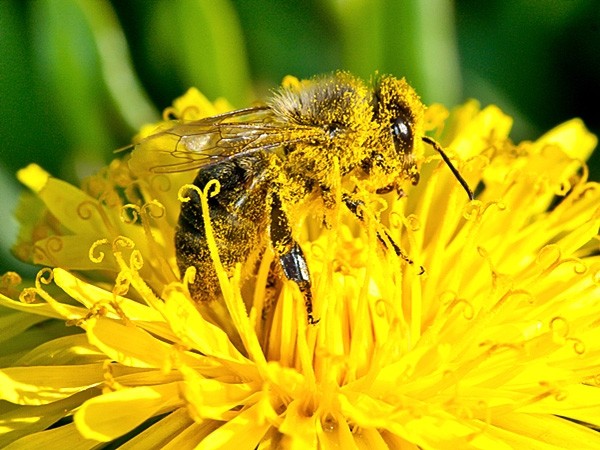Na ratunek pszczołom – apel Greenpeace i pszczelarzy