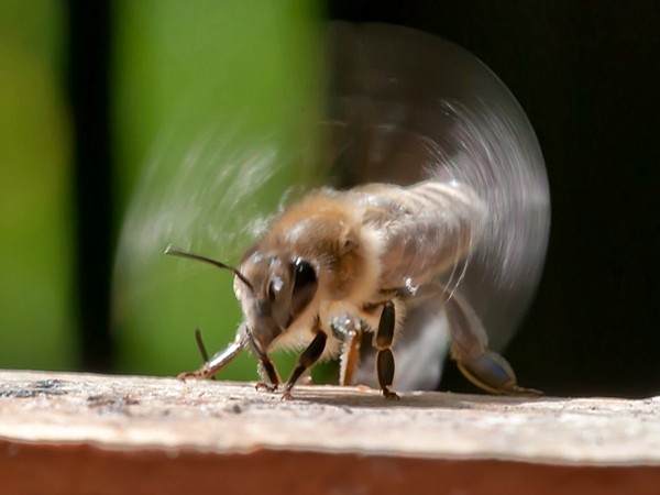 Pszczoła i jej otoczenie – fotograficzna rywalizacja