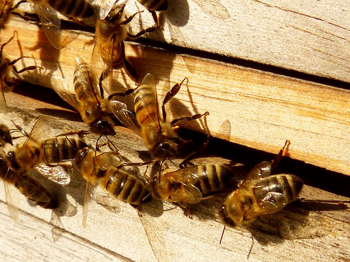 Leczenie pszczelimi użądleniami