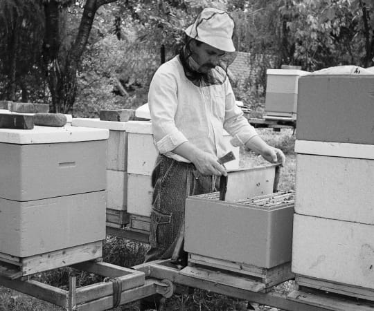 inspektor do spraw pszczelarstwa