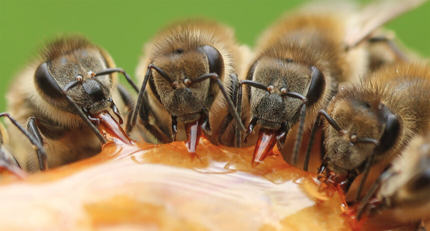 Konkurs Fotograficzny ,,Produkty pszczele w&nbsp;Apiterapii”