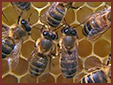 Pszczoły a twoje zdrowie - Apiterapia